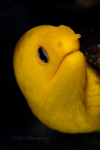Simply Yellow, a Dwarf Golden Moray by Pat Gunderson 